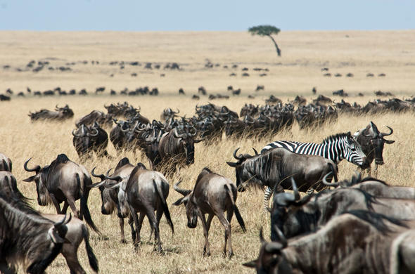 Maasai Mara National Reserve